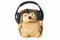 Plush hedgehog in the headphones. soft toy on a white background