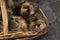 plush hedgehogs in a wicker basket outside.