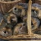 plush hedgehogs in a wicker basket outside. sale soft toys