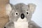 The plush koala teddy bear 1