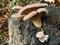 Plush mushroom on a stump (Panus rudis)