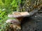 Plush mushroom on a stump (Panus rudis)