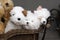 Plush puppies in a wicker basket stuffed toys on the counter.