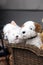 plush puppies in a wicker basket, stuffed toys on the counter. close up