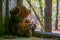 Plush teddy bear toy at a window of a house inside of the Chernobyl Exclusion Zone in the Ukraine