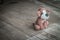 Plush Toy Dog Abandoned