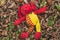 Plush toy dog wallow in foliage. Lost dirty red toy lies on the ground in the park.