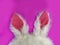 Plushy toy bunny rabbit ears. Happy easter concept. Pink background. Easter minimal concept Picture with space for your text