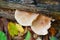 Pluteus cervinus mushroom