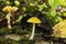 Pluteus leoninus Lion shield Fungi