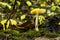 Pluteus leoninus Lion shield Fungi