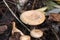 Pluteus romellii or Goldleaf Shield mushroom in a botanic garden