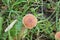 Pluteus romellii or Goldleaf Shield mushroom in a botanic garden