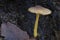 The Pluteus romellii is an inedible mushroom