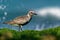 Pluvialis squatarola - Grey Plover on the seaside