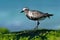 Pluvialis squatarola - Grey Plover on the seaside