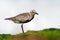 Pluvialis squatarola - Grey Plover on the seaside with white background