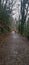 Plym Bridge Path Above The Plym Valley Devon