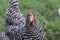 Plymouth Barred Rock chicken