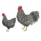 Plymouth Rock Breed of chickens Vector illustration Isolated object