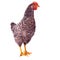 Plymouth Rock Chicken on a white background