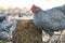 Plymouth Rock chickens around a pecking block