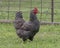 Plymouth Rock hen, Ennis Texas