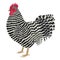 Plymouth Rock rooster Breed of chickens Vector illustration Isolated object