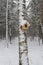 Plywood bird feeder on a birch trunk in a winter forest.