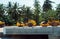 Pneumatic roller compactor at asphalt pavement works for road repairing on a construction site with a palm trees on