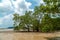 Pneumatophores, Aerial roots, Special roots for breathing of mangrove apple, Cork tree in mangrove forest beach at low tide period