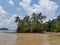 Pneumatophores, Aerial roots, Special roots for breathing of mangrove apple, Cork tree in mangrove forest beach at low tide period