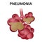 Pneumonia alveoli icon, realistic style