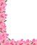 Pnk Peony Floral Border