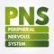 PNS - Peripheral Nervous System acronym, medical concept background