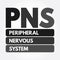 PNS - Peripheral Nervous System acronym, medical concept background