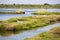 Po Delta - Group of white Flamingos with scenic view of Parco del Delta del Po in Veneto