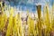 Po Lin Monastery, Burning incense sticks in Hong Kong