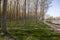 Po Valley landscape of Mantua with poplar cultivation