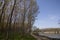 Po Valley landscape of Mantua with poplar cultivation