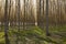 Po Valley landscape of Mantua with poplar cultivation