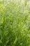 Poa pratensis green meadow european grass