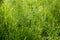 Poa pratensis green meadow european grass