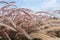 Poaceae Grass Flowers Field,Green grass in nature Landscape of winter meadow of Thailand,poaceae Grass pink Flowers Field,selectio