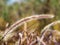 Poaceae Grass Flowers Field, Pink and Brown grass in nature Landscape of winter meadow of Thailand, selection focus only on the gr