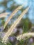 Poaceae Grass Flowers Field, Pink and Brown grass in nature Landscape of winter meadow of Thailand, selection focus only on the gr