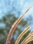 Poaceae Grass Flowers Field, Pink and Brown grass in nature Landscape of winter meadow of Thailand, selection focus only on the gr