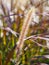 Poaceae Grass Flowers Field, Pink and Brown grass in nature Landscape of winter meadow of Thailand, selection focus only on the gr