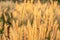 Poaceae Grass Flowers Field and Poaceae background