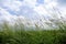 Poaceae on meadow in front of cloudy blue sky